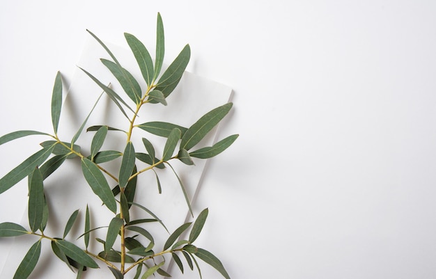 Fresh eucalyptus branch on a white  background. Top view and copy space image