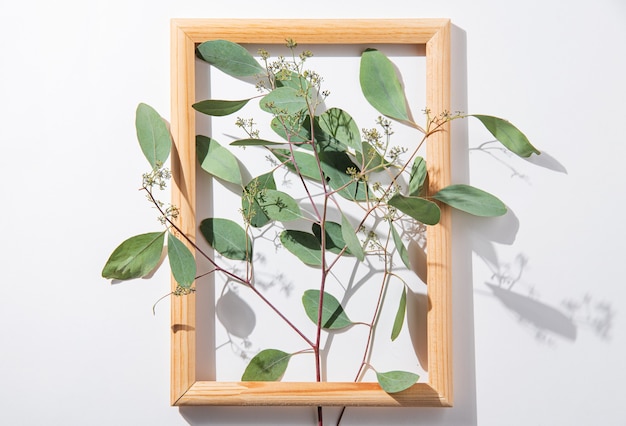 Fresh eucalyptus branch in wooden frame on a white  background with hard shadows. Top view image