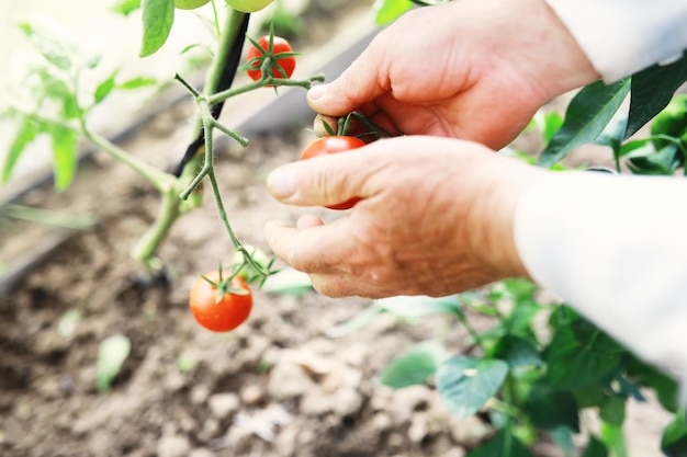 Photo fresh farm cherry tomatoes on the branches are harvested by the farmer