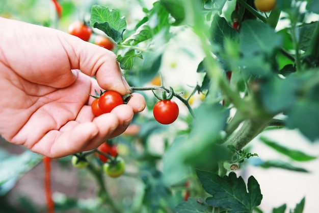 Фермер собирает свежие помидоры черри на ветвях