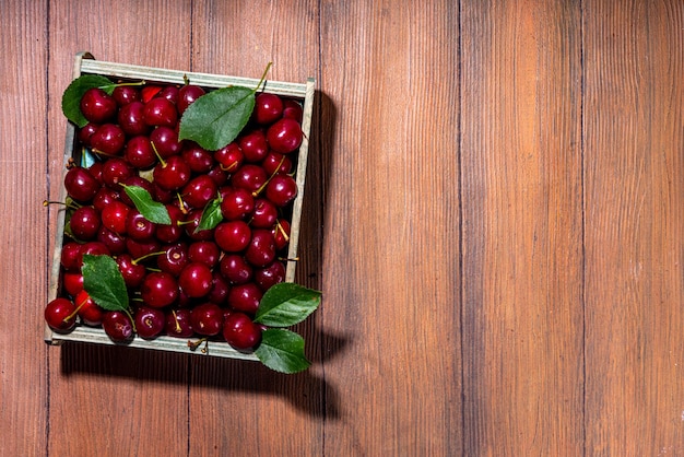 Fresh farm organic summer cherries