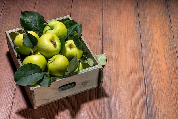 Fresh farm organic summer green apples