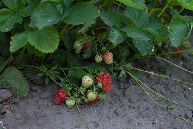 Fresh farm strawberry berries and leaves