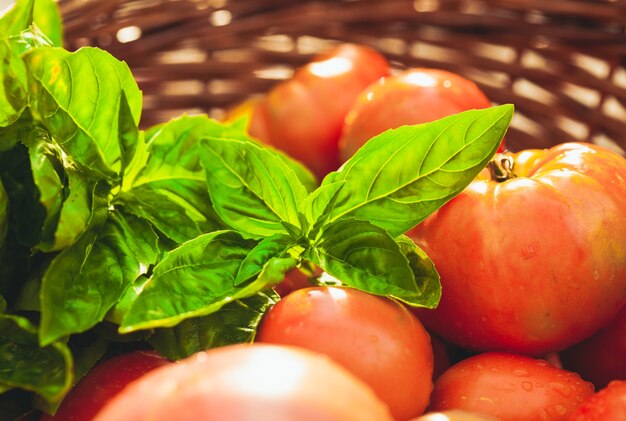 Fresh farm tomatoes and green basil leaves