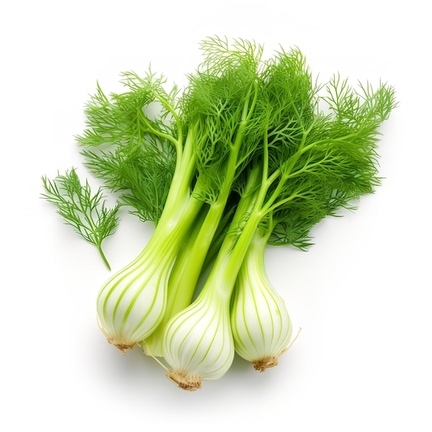 fresh Fennel isolated on white background