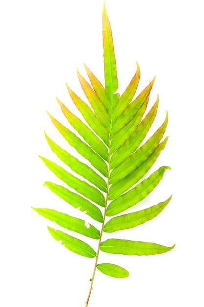 Fresh Fern branch Leaf isolated on white background top view.