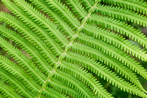 Foto bella macro del primo piano di struttura della foglia fresca della felce