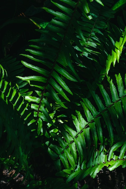 Fresh fern leaves on nature light shadow