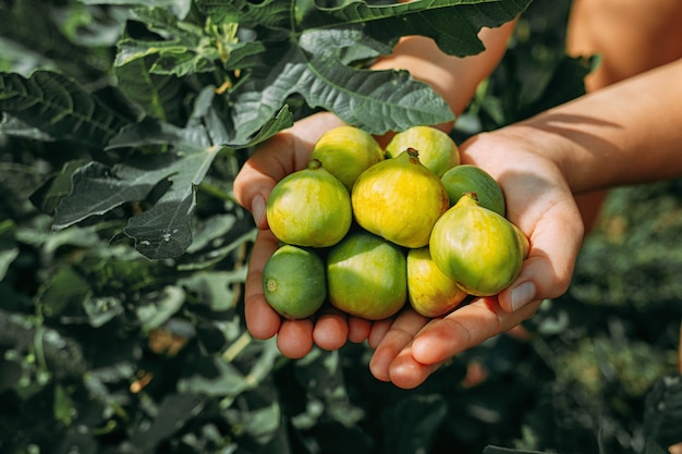 Fresh figs in female hands on a background of leaves.