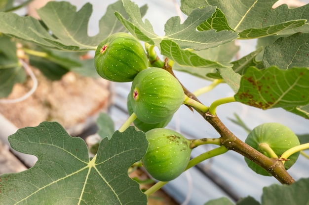 Photo fresh figs fruit
