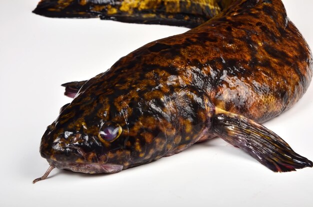 신선한 생선 burbot 가까이, 흰색 배경에 고립