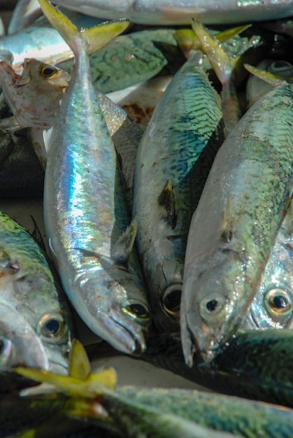 Fresh fish caught in Rio de Janeiro, fishmongers in Copacabana