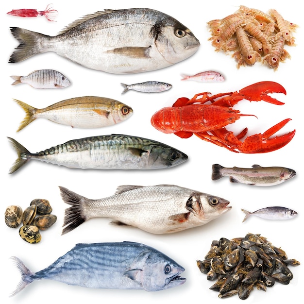 fresh fish collage in white background