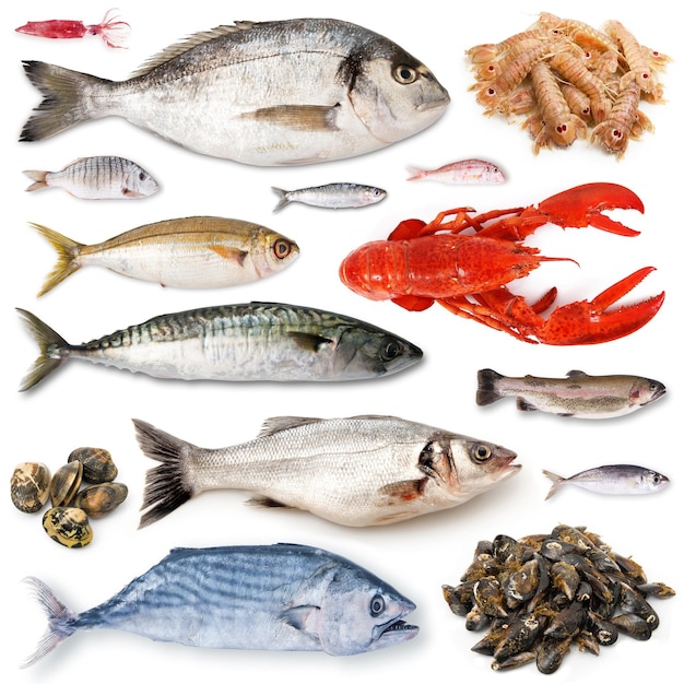 Fresh fish collage in white background