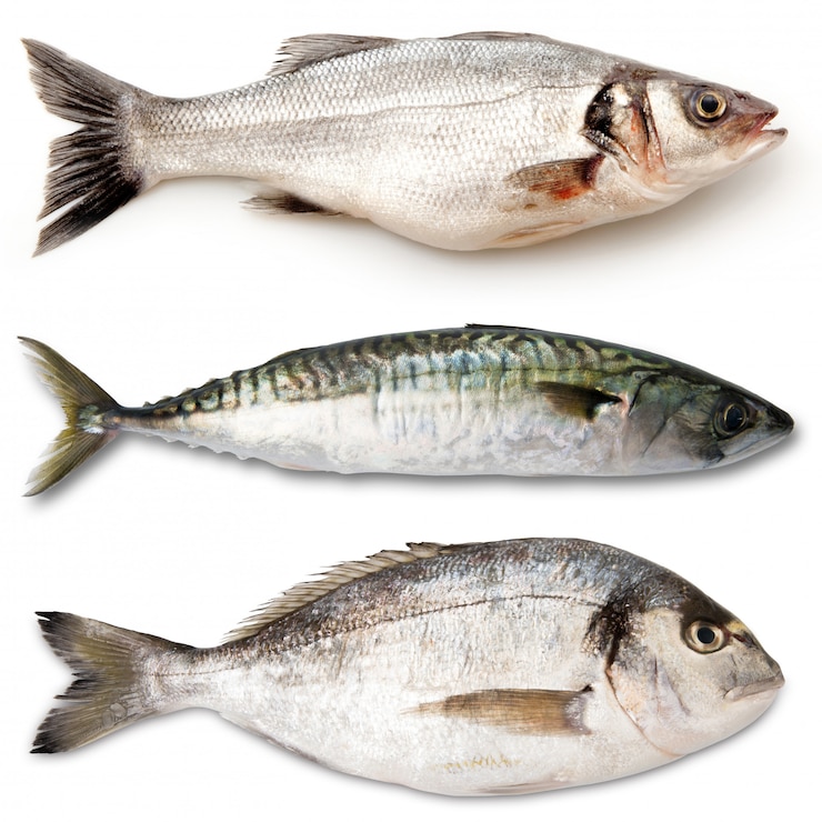 Photo fresh fish collage