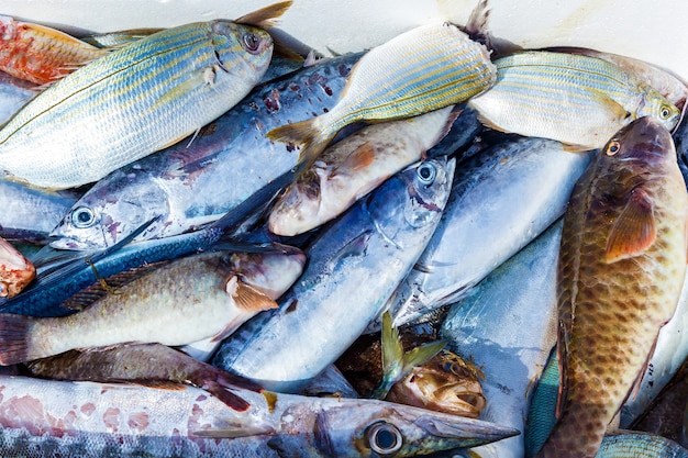 다양한 종류의 신선한 생선이 몰타 시장에서 판매되고 있습니다.