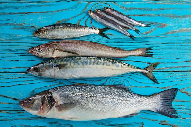 Fresh fish hake seabass sardine mackerel anchovies