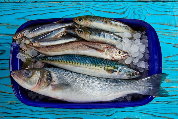 Fresh fish hake seabass sardine mackerel anchovies