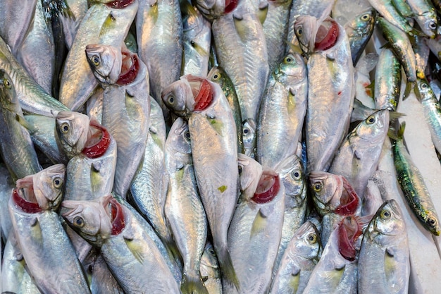 市場の氷上鮮魚xA