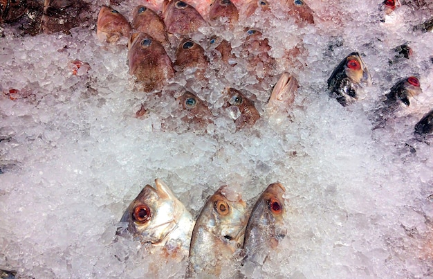 Fresh fish on ice in the supermarket in Yogyakarta, Indonesia