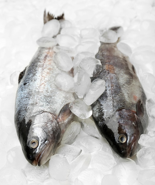 Fresh fish on ice