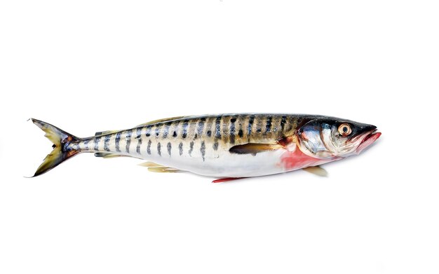 Photo fresh fish mackerel