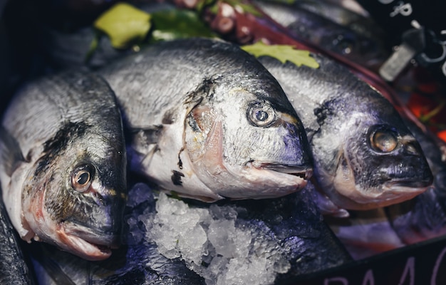 Fresh fish on market counter.