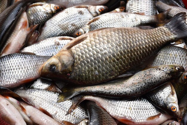 Fresh fish in the market