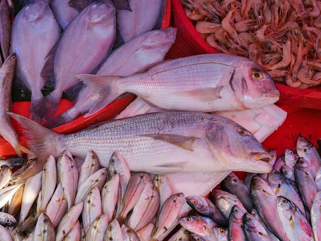 Fresh fish in the market