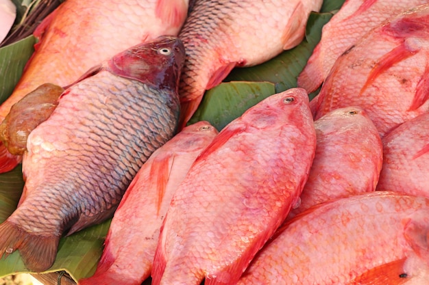 fresh fish at the market