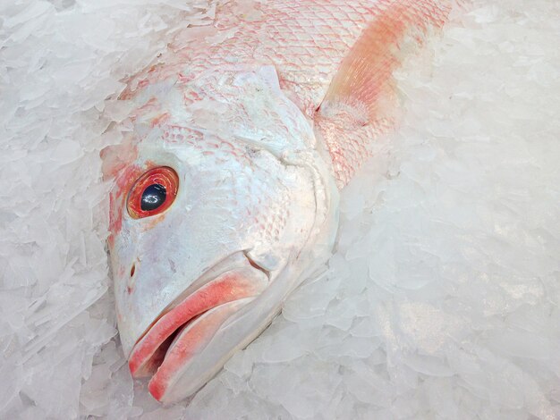 Fresh fish in the market