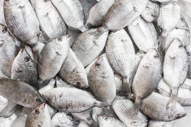 Fresh fish on a market