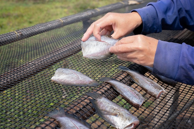 アジアで干物を作るために太陽の下でプラスチックネットに新鮮な魚