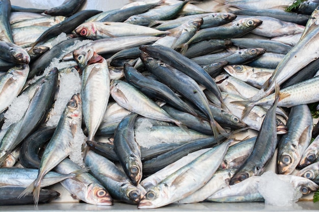 Fresh fish for sale at fish market