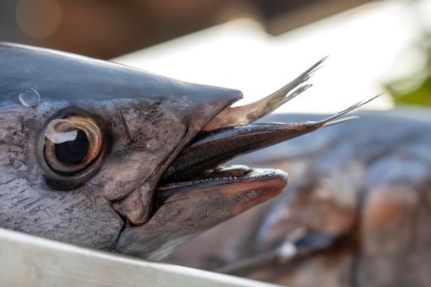 Fresh fish for sell at street food market in Thailand Seafood concept Raw sea fish for cooking