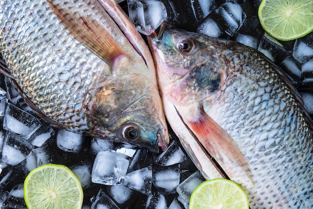 ティラピアの新鮮な魚、氷の上にレモンペースト。