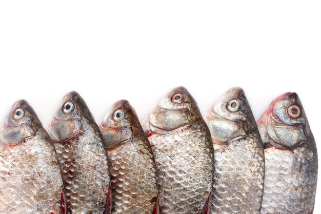 Fresh fishes isolated on white