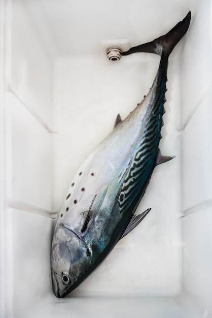 Fresh fishing catch - tuna fish in a plastic box