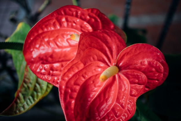 Fresh Flamingo Flower or Boy flower in the garden.