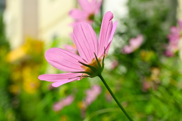 屋外の新鮮な花