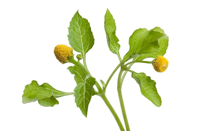 Fresh flowering para cress plant on white background close up