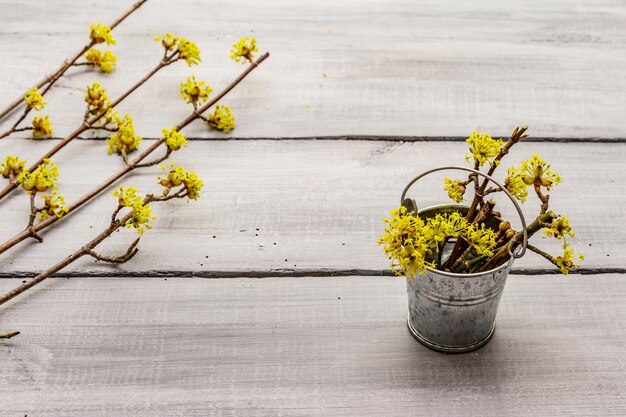 Fresh flowering sprigs of dogwood on wooden boards background. Springtime mood concept, tin bucket, card template, wallpaper, backdrop