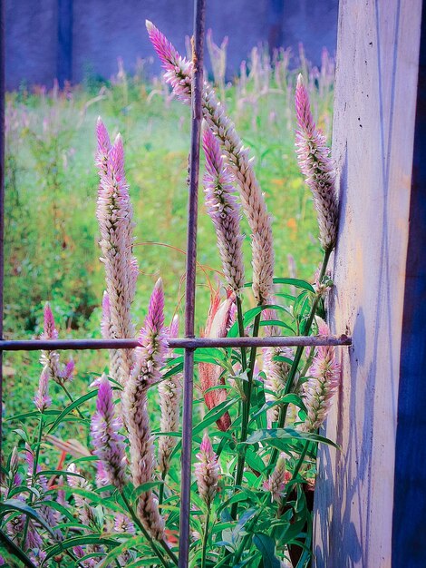 Photo fresh flowers by metal grate