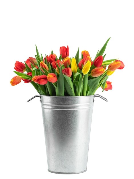 fresh flowers freshly cut yellow and pink tulips with leaves isolated