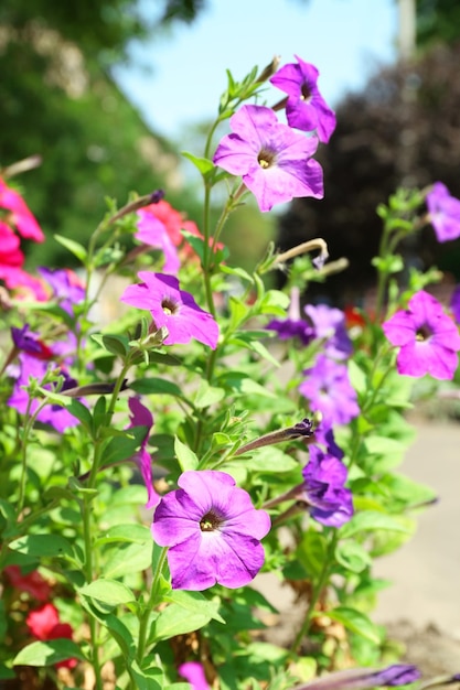 Fresh flowers over green grass background