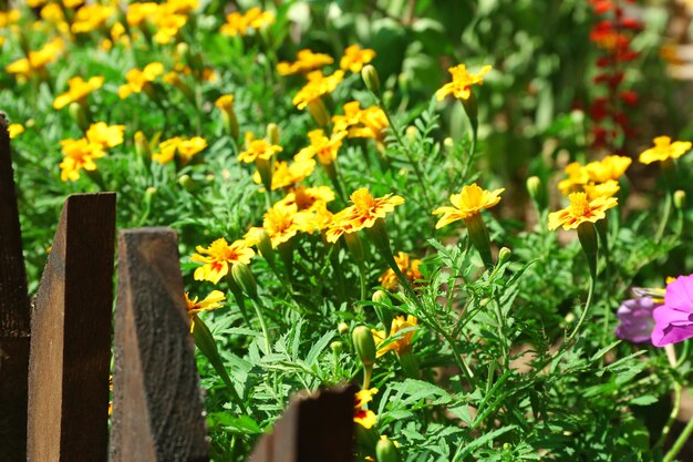 Fresh flowers over green grass background