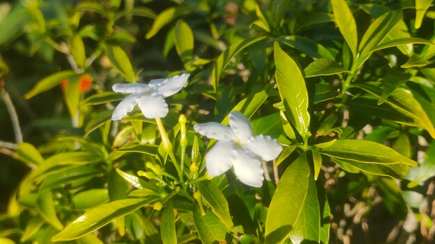 朝の光の中の緑の葉の中の新鮮な花