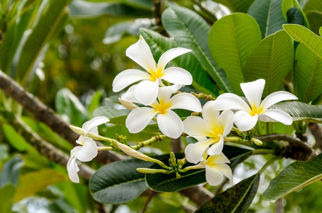 Fresh of flowers and green leaves on green background