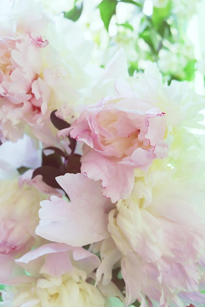 Fresh flowers and petals of gently pink peony blurred on a spring green background