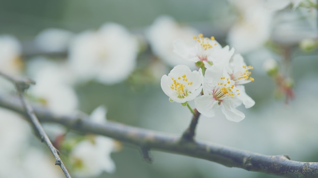 Fresh flowers of sweet cherry or plum with red leaves light flowers of a purple leaf plum in spring